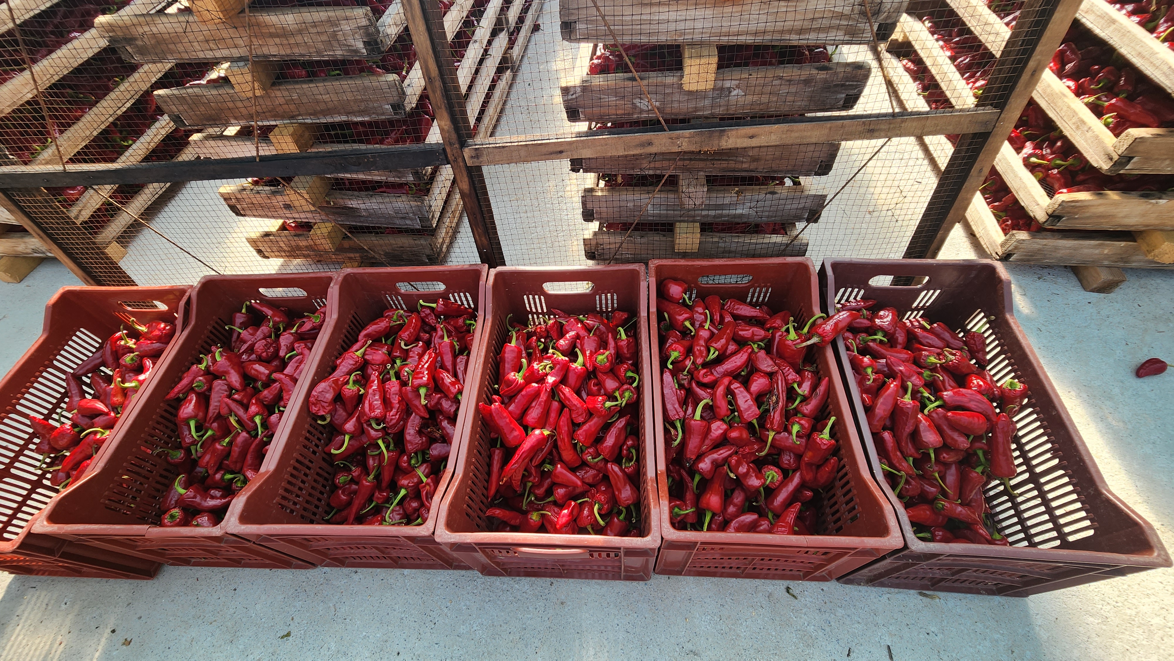 Séchage des piments - Kultur Piments - Cambo Les Bains