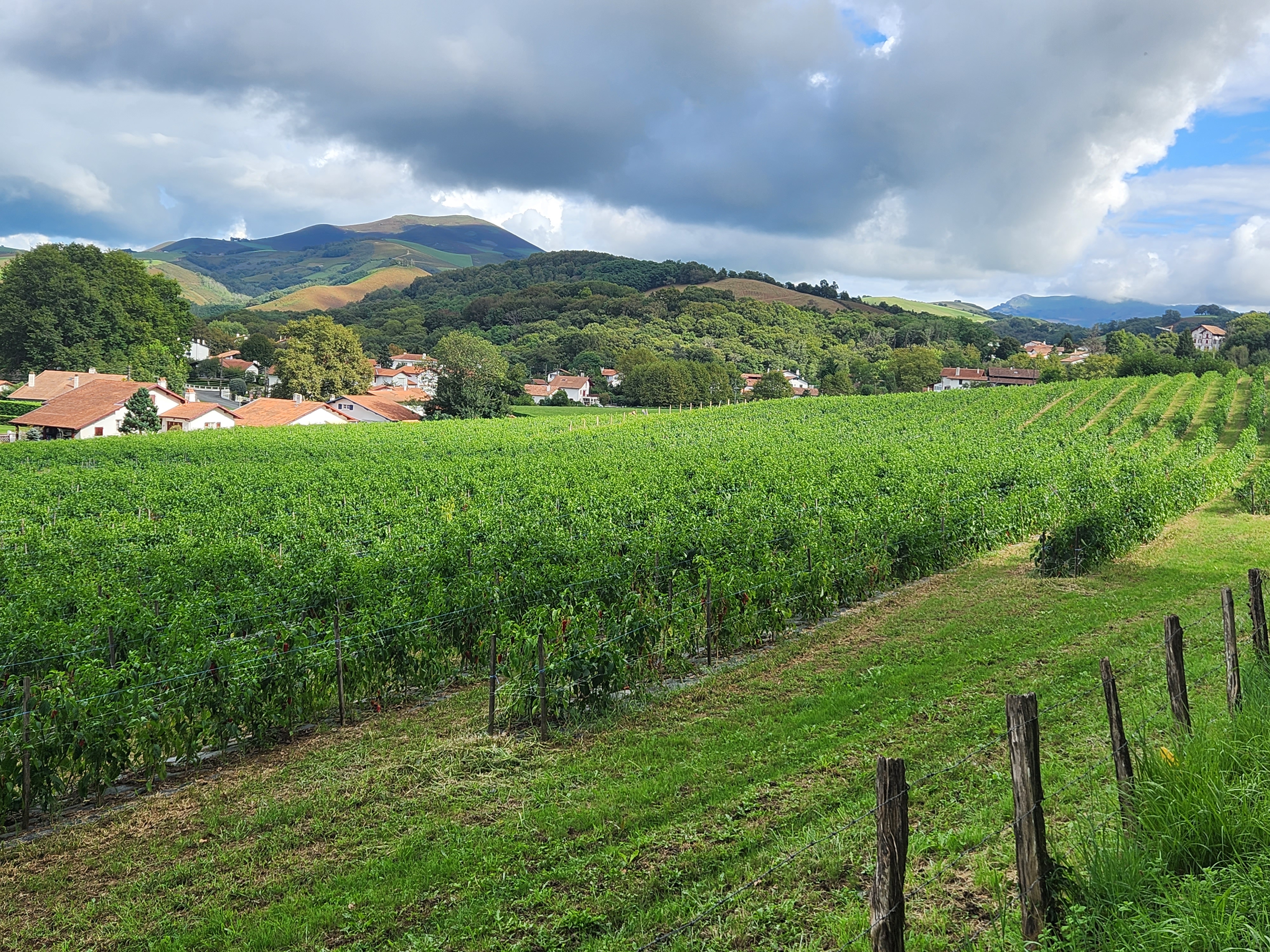 Champ de piments - Kultur Piments - Cambo Les Bains