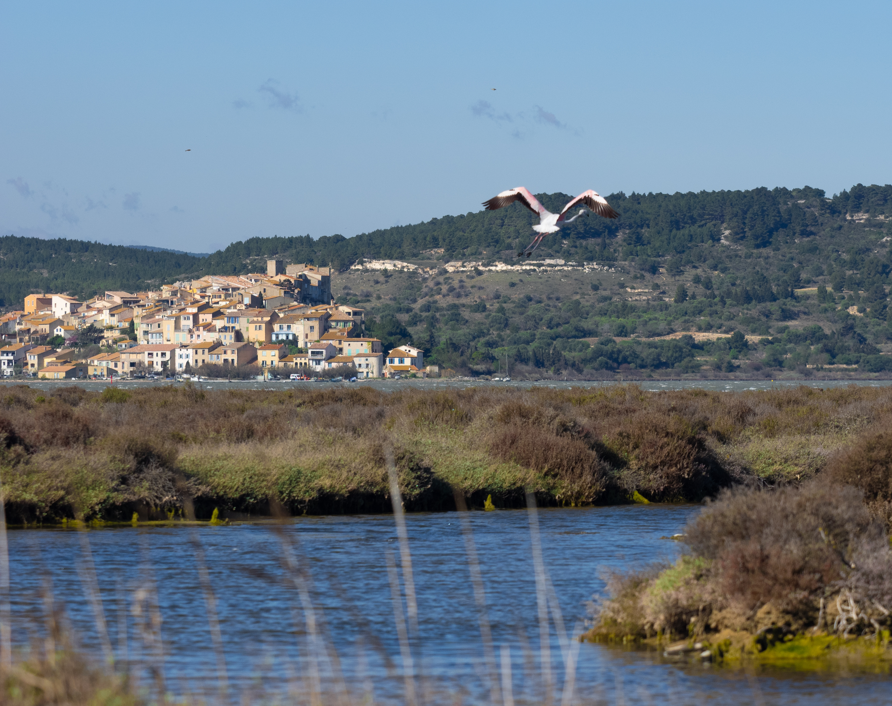 Flamant rose et Bages