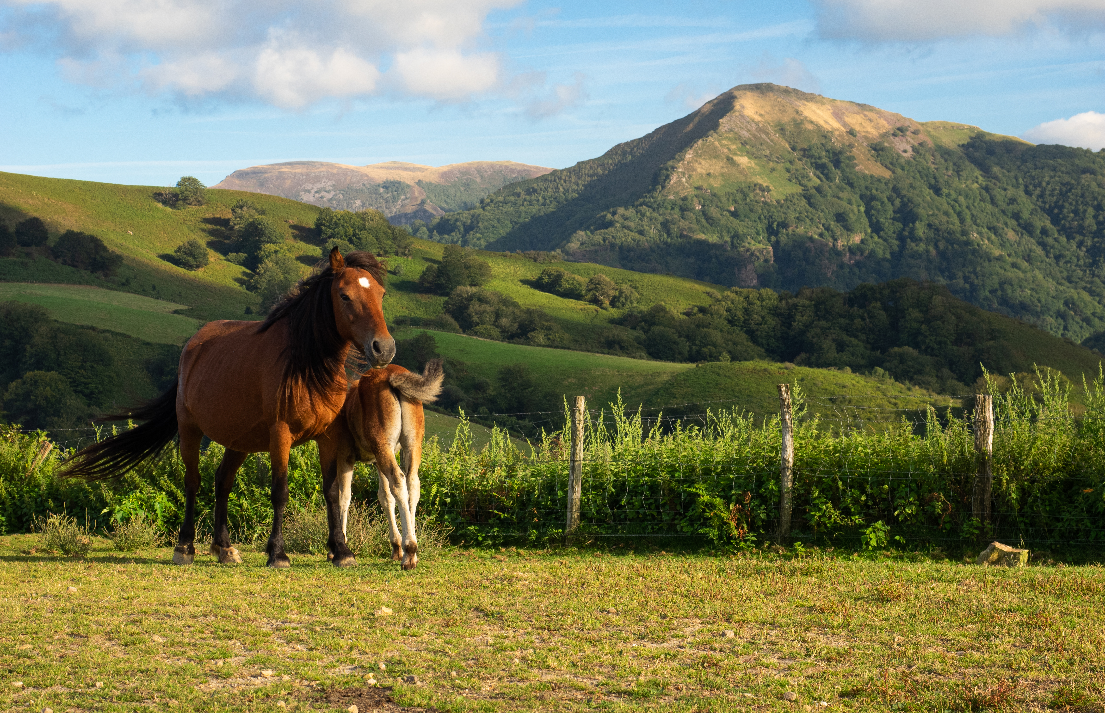 Campagne Basque