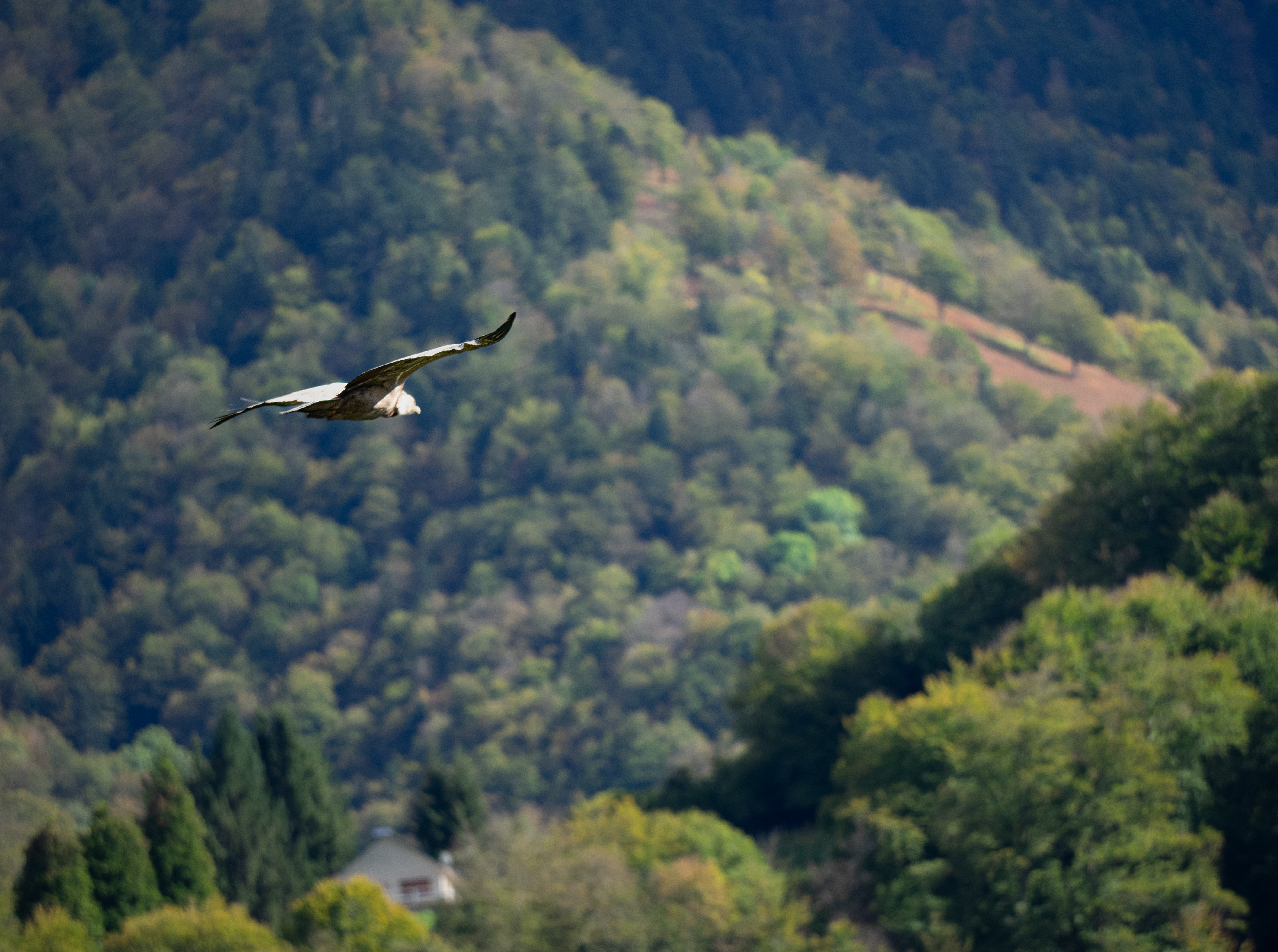 Vautour fauve Vallée d'Aspe