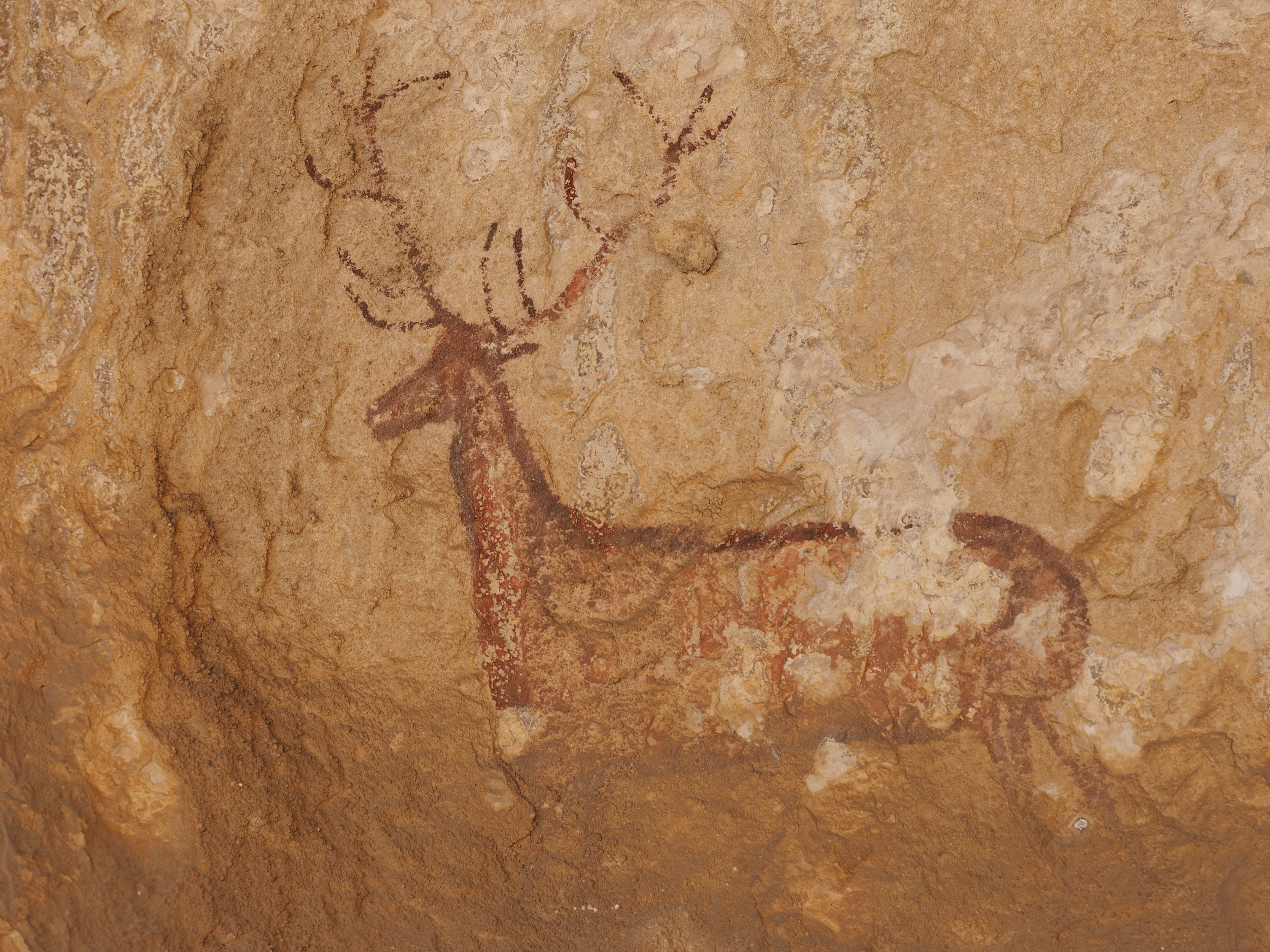 Chimiachas Guara