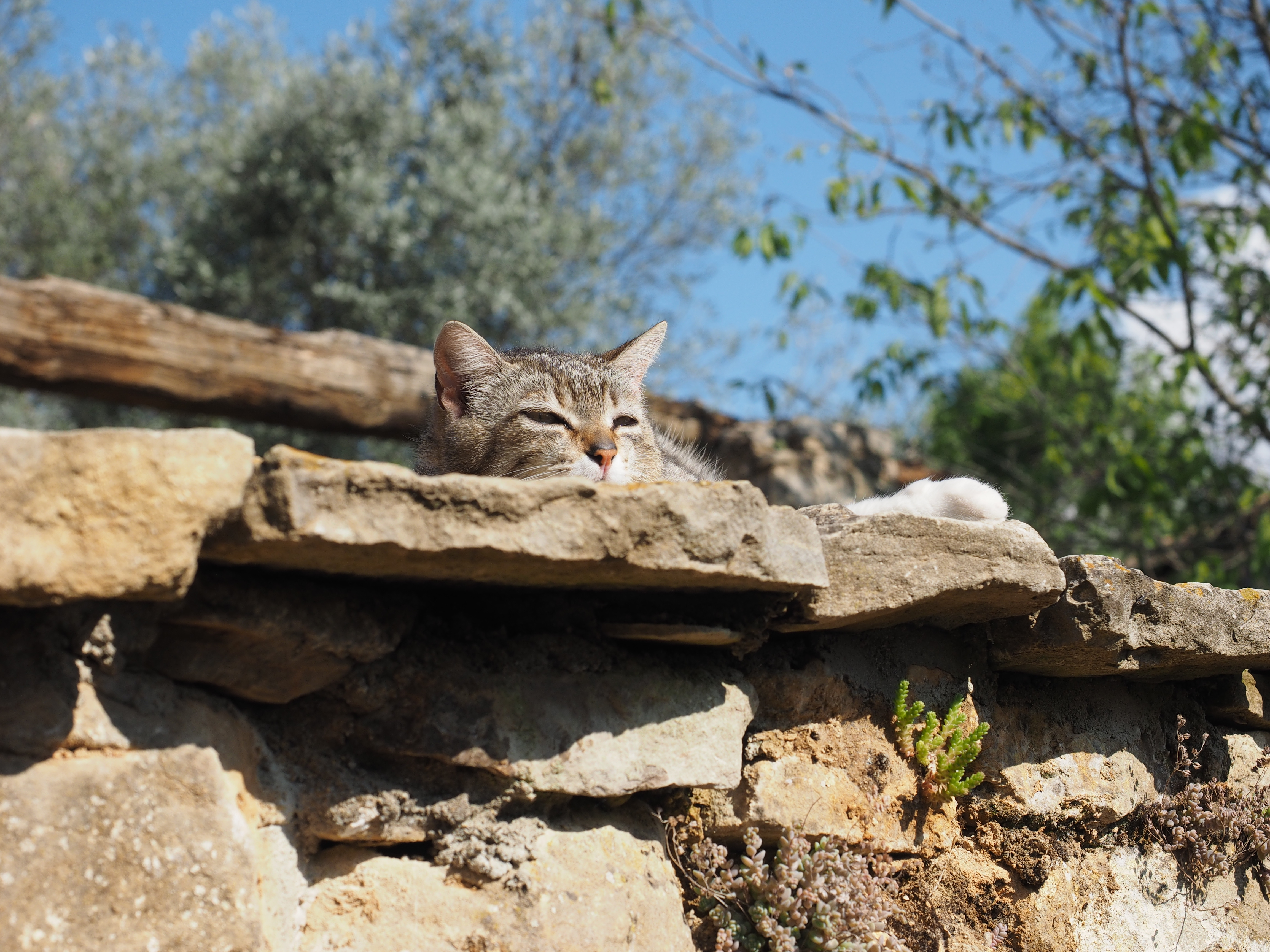 Minou Lecina Guara