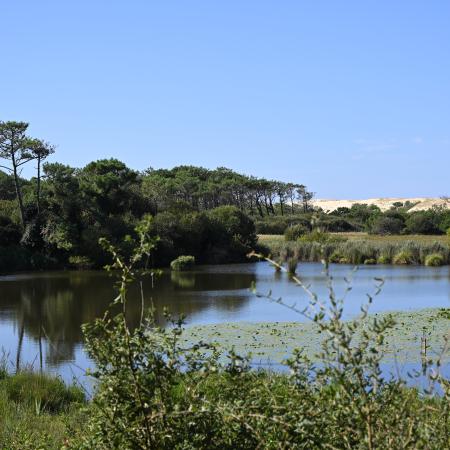 Landes réserve d'Huchet