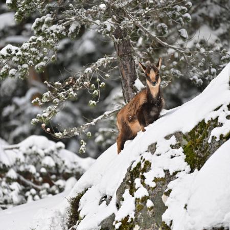 Raquettes Pont d'Espagne
