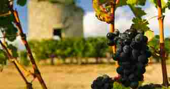 Vignoble bordelais