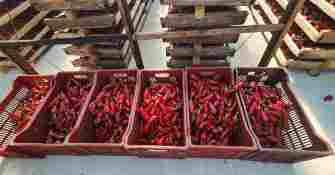 Séchage des piments - Kultur Piments - Cambo Les Bains