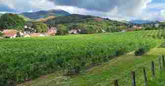 Champ de piments - Kultur Piments - Cambo Les Bains