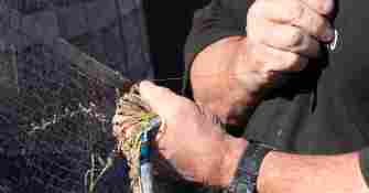 Pêcheur de Gruissan