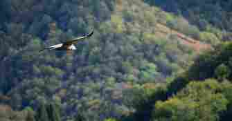 Vautour fauve Vallée d'Aspe