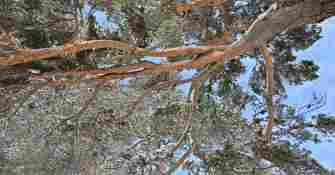 Raquettes Pont d'Espagne