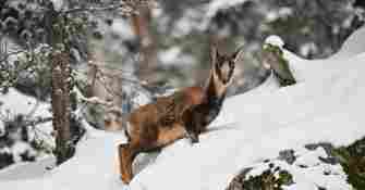 Raquettes Pont d'Espagne