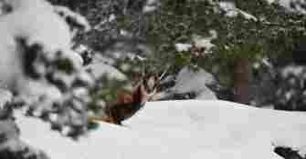 Raquettes Pont d'Espagne