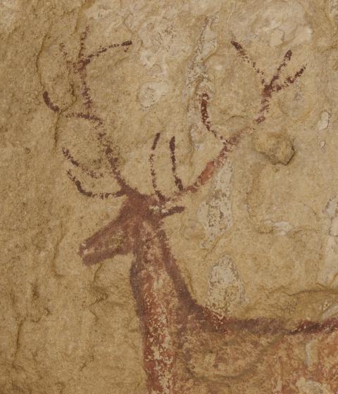 Cerf de Chimiachas